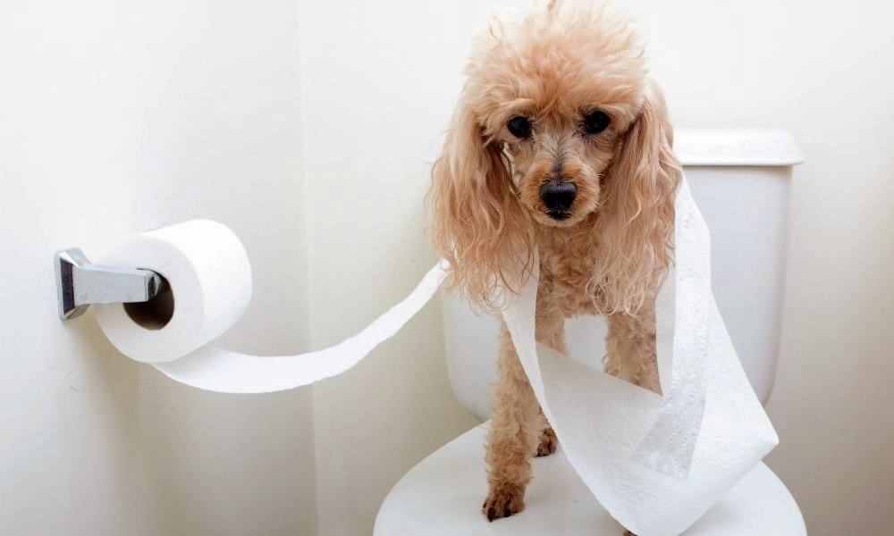 Why you should never flush dog poop down the toilet