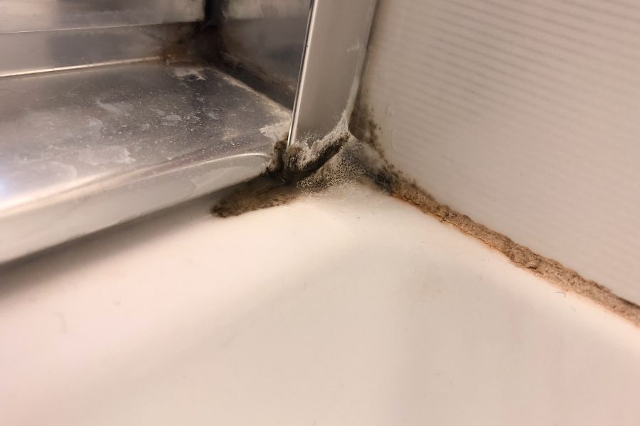 mold in shower corner